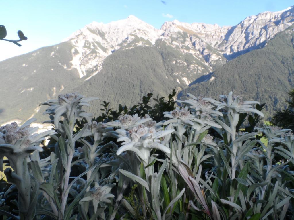 Pfurtschell Apartment Neustift im Stubaital Exterior photo